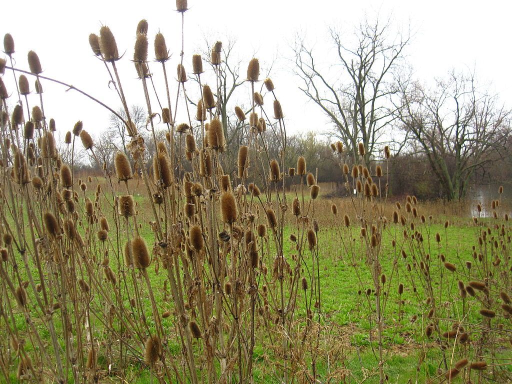 Wildflowers along Skokie Lagoons