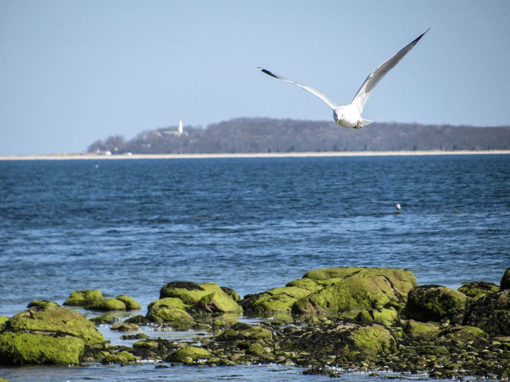 A white bird flying over a body of water.