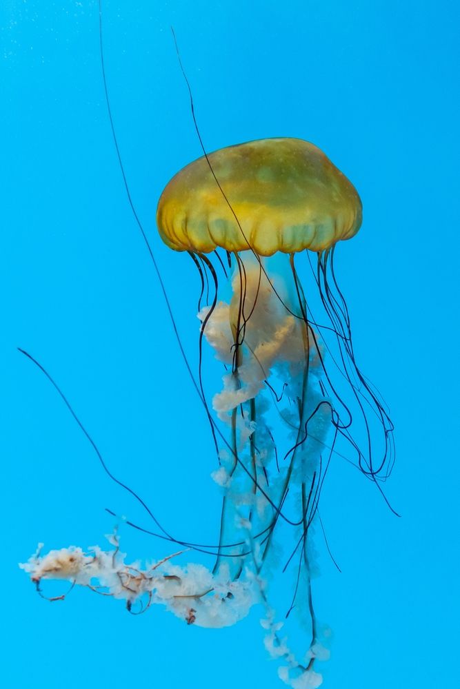 Jellyfish in the National Aquarium