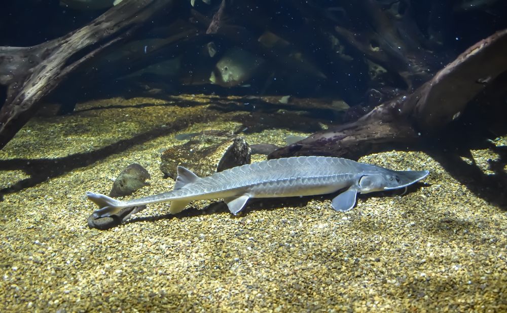 Sturgeon fish in the National Aquarium