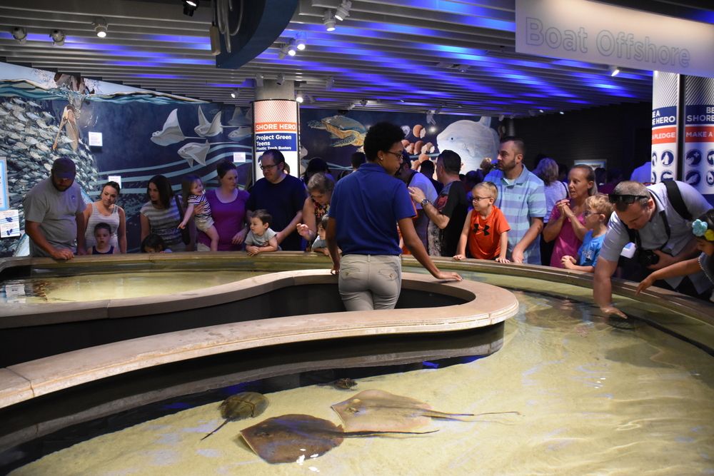 People watching the National Aquarium's stingray