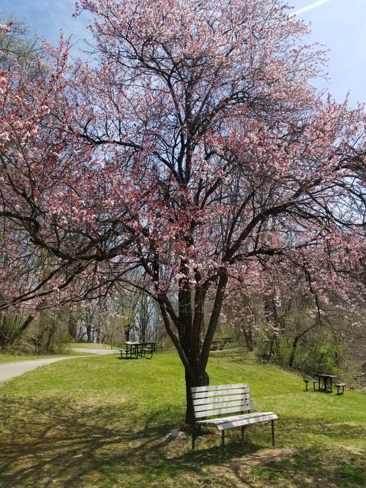 Bench under the trees at Oregon Ridge Nature Center and Park