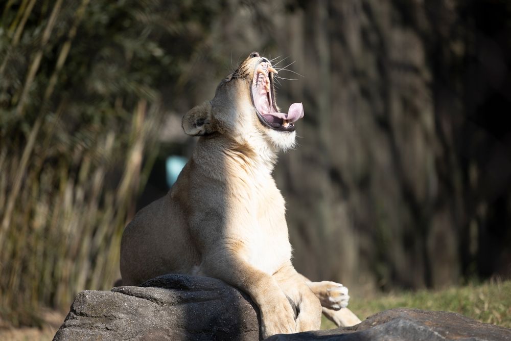A yawning lion at The Maryland Zoo