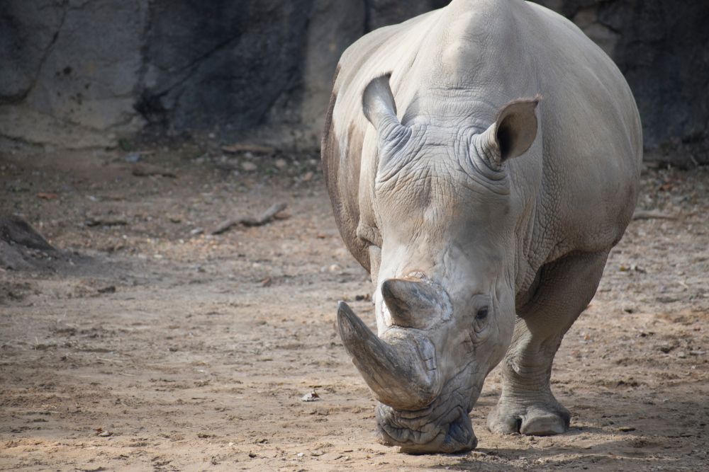 Rhinoceros at The Maryland Zoo