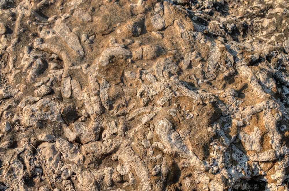 Closeup view of fossils in Devonian Fossil Gorge