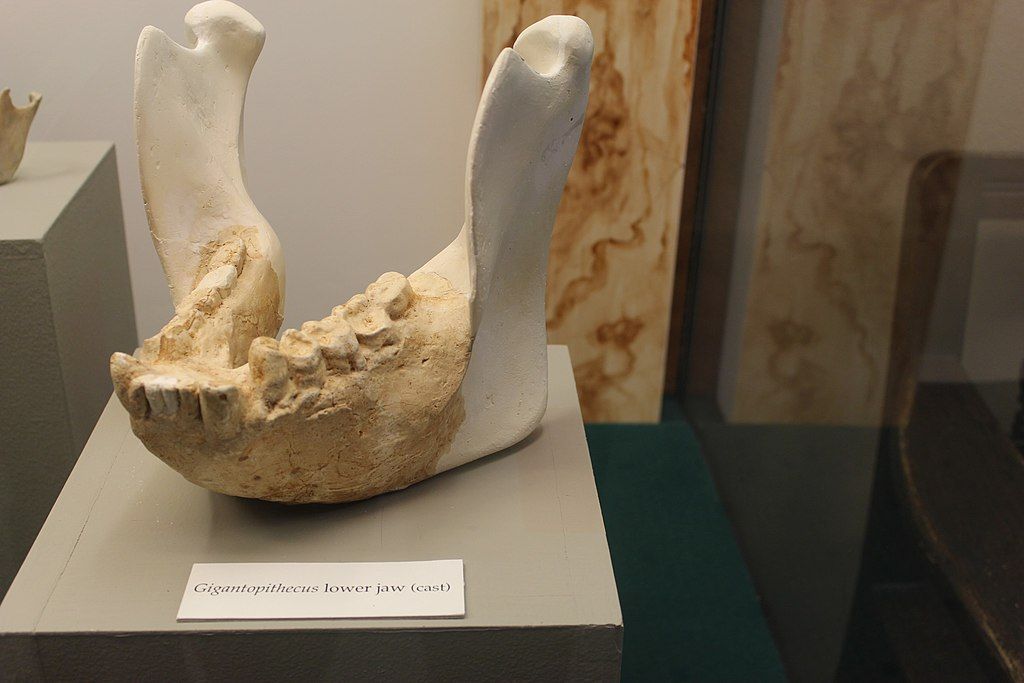 Gigantopithecus jaw in University of Iowa Museum of Natural History