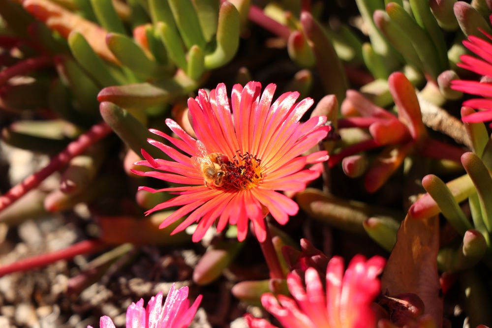 Vibrant flowers at Fullerton Arboretum