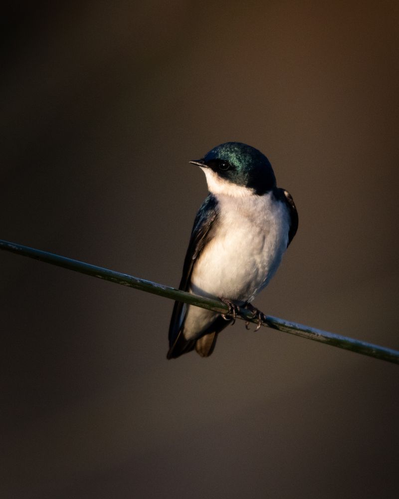 Swift bird at IRWD San Joaquin Marsh Wildlife Sanctuary
