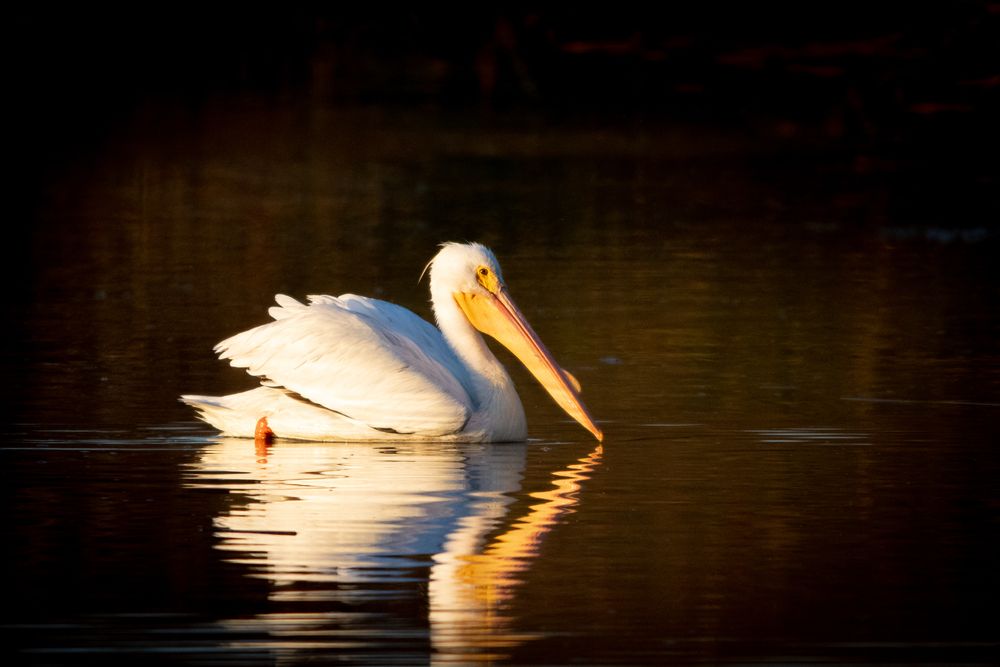 White pelican at San Joaquin Marsh and Wetlands Sanctuary