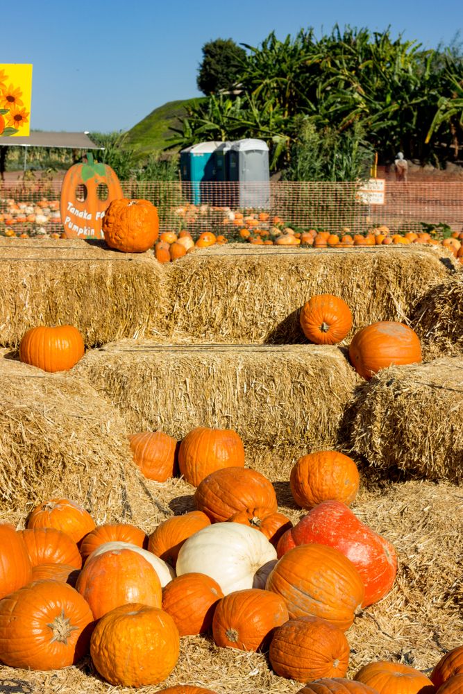 Pumpkin patch in Tanaka Farms