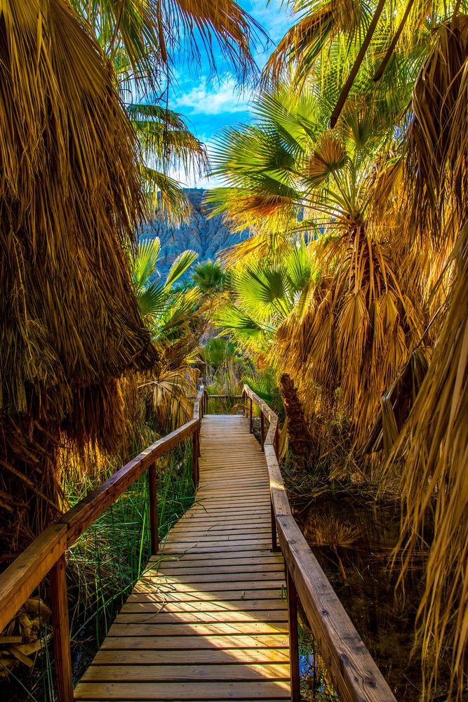 Boardwalk at Thousand Palms Oasis Preserve