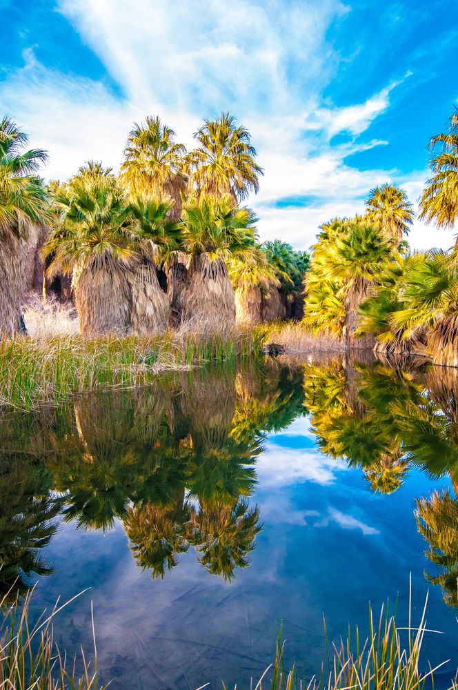The waters of Thousand Palms Oasis Preserve
