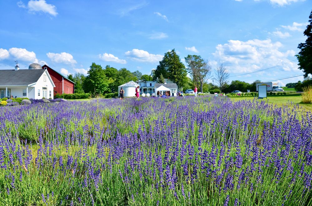 View of Lockwood Lavender Farm