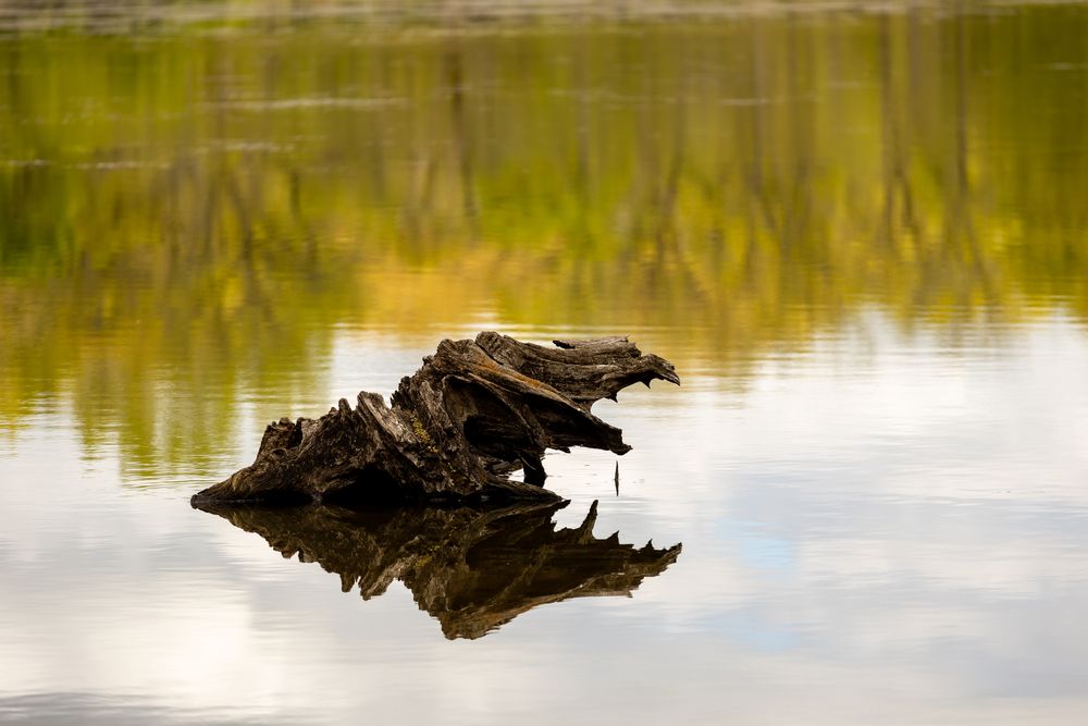Old tree root on Busse Woods' water