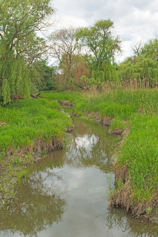 A quiet stream at Springbrook Nature Center