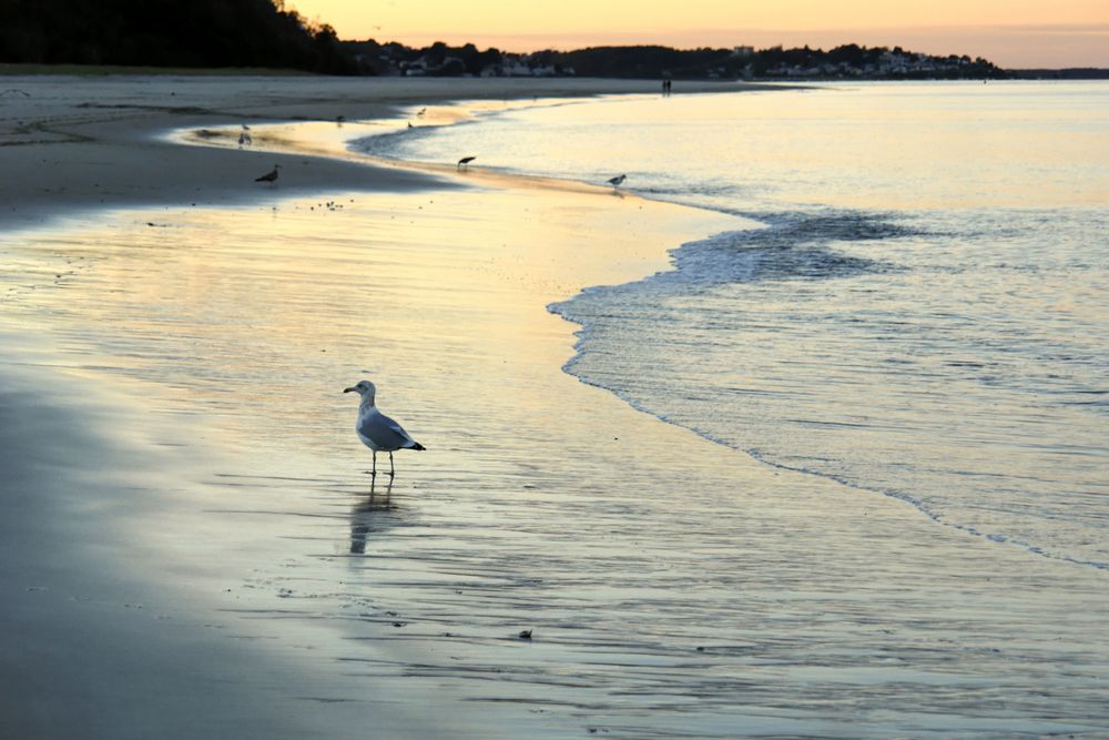 Birds at Crane Beach