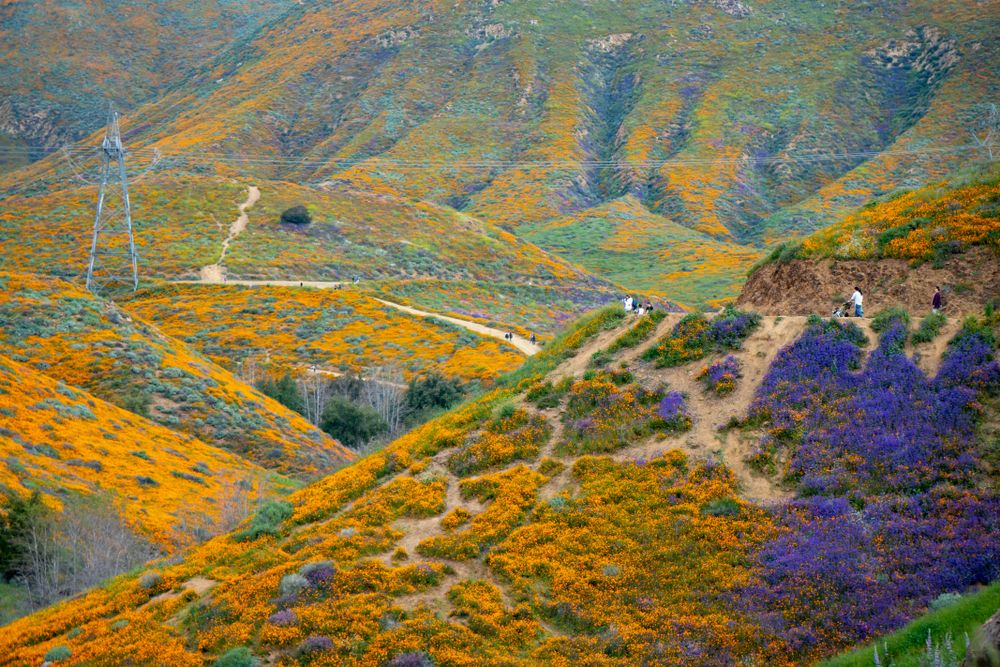 Beautiful wildflowers at Walker Canyon Trail