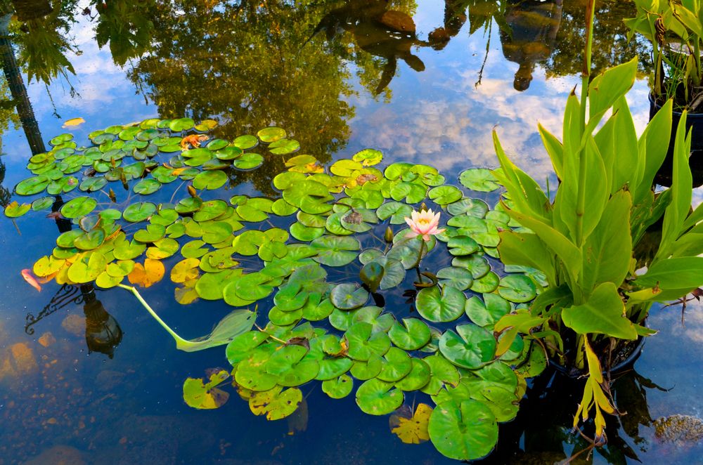 Pond at Sibley Park