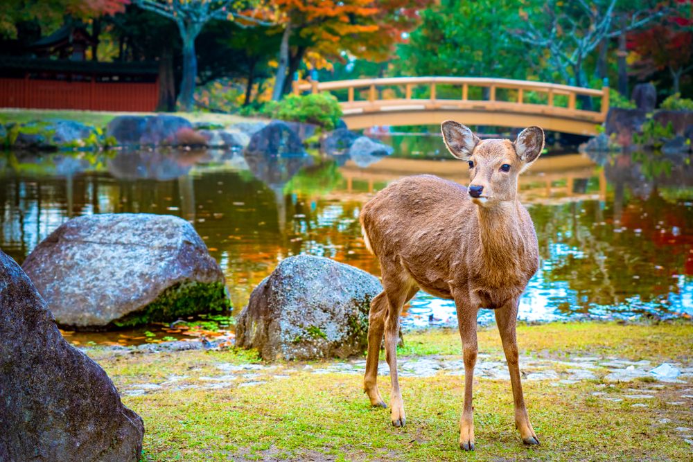 A Deer in Nara Park