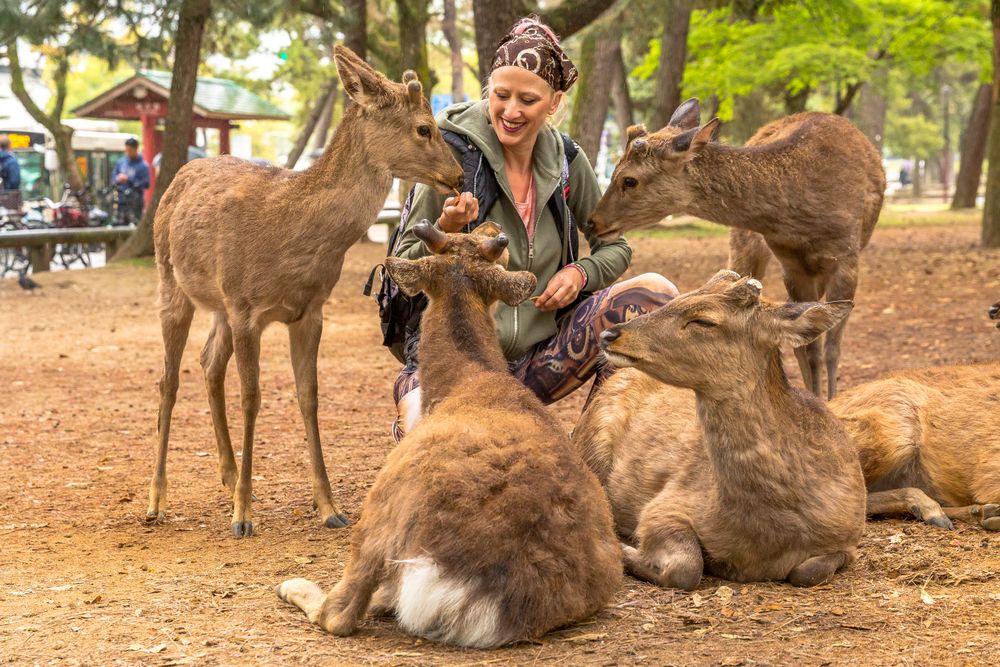 Interact With the Deer at Nara Park