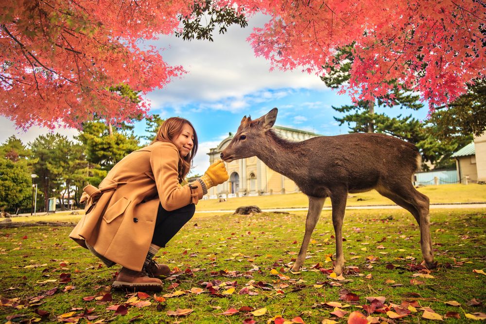 A Woman and a Deer at Nara Park