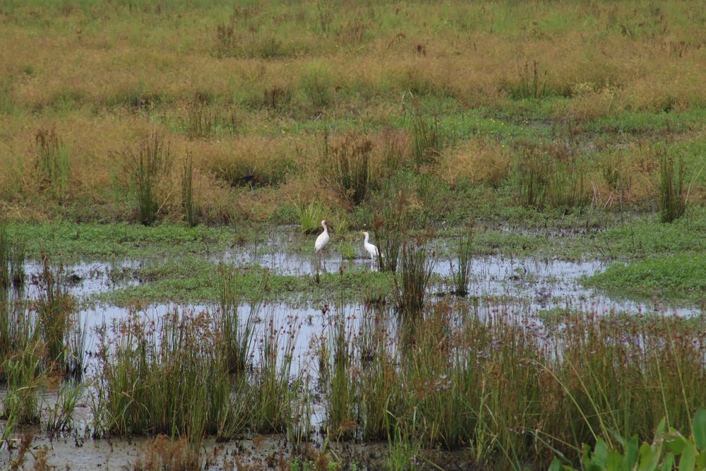 Heron at Red Slough Wildlife Management Area