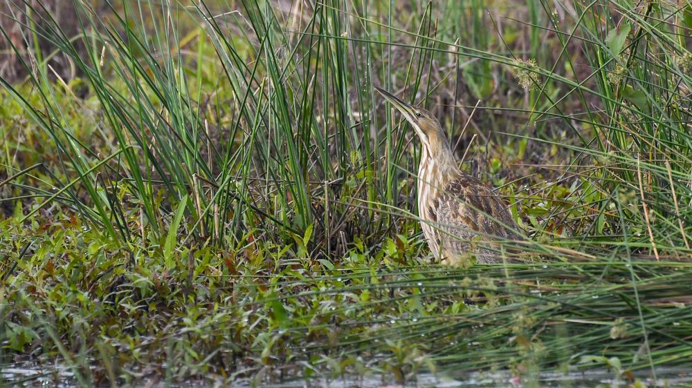 A bird at Red Slough Wildlife Management Area
