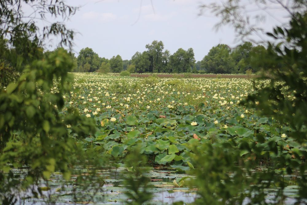 A pond at Red Slough Wildlife Management Area