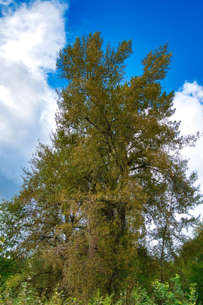 A tall tree at Confluence Park.
