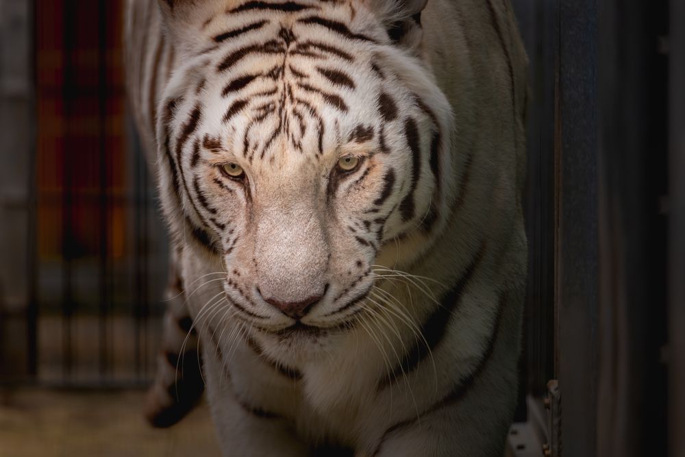 A white tiger at Cougar Mountain Zoo.