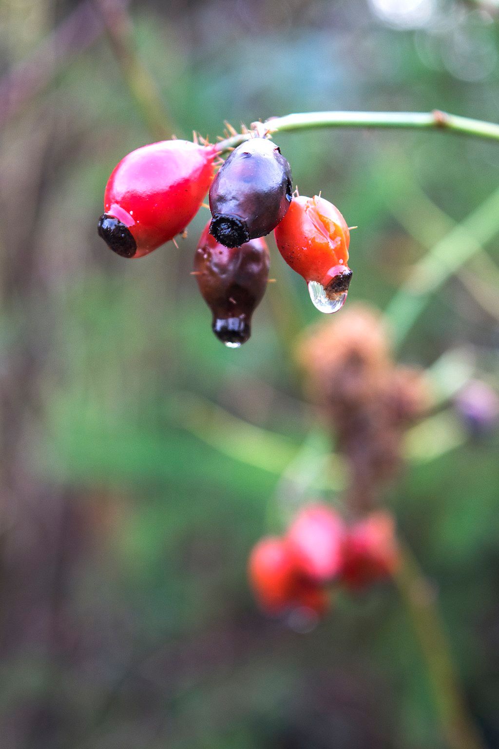 Berries at Lake Sammamish State Park.