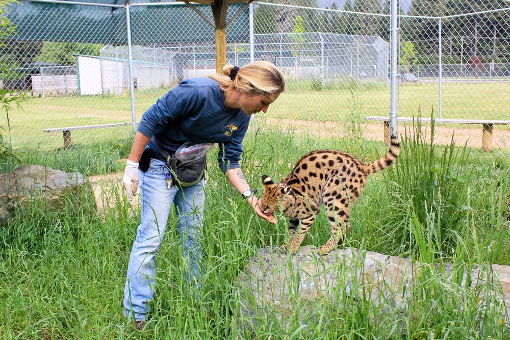 A person feeding a serval at Great Cats World Park