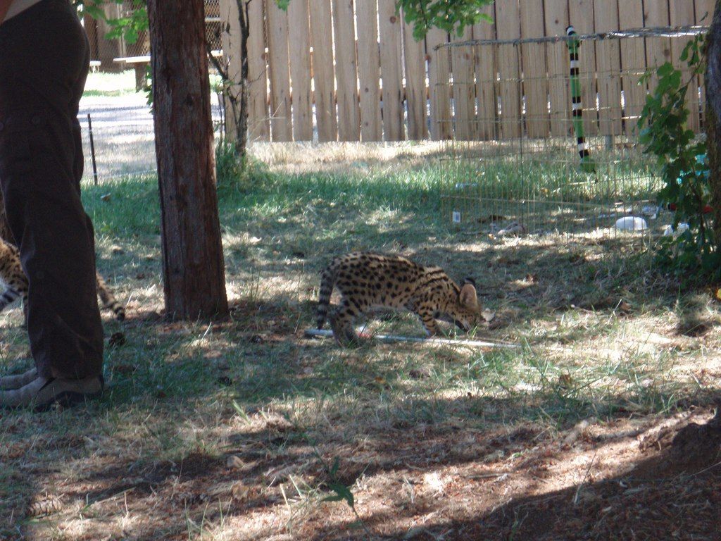 A serval at Great Cats World Park