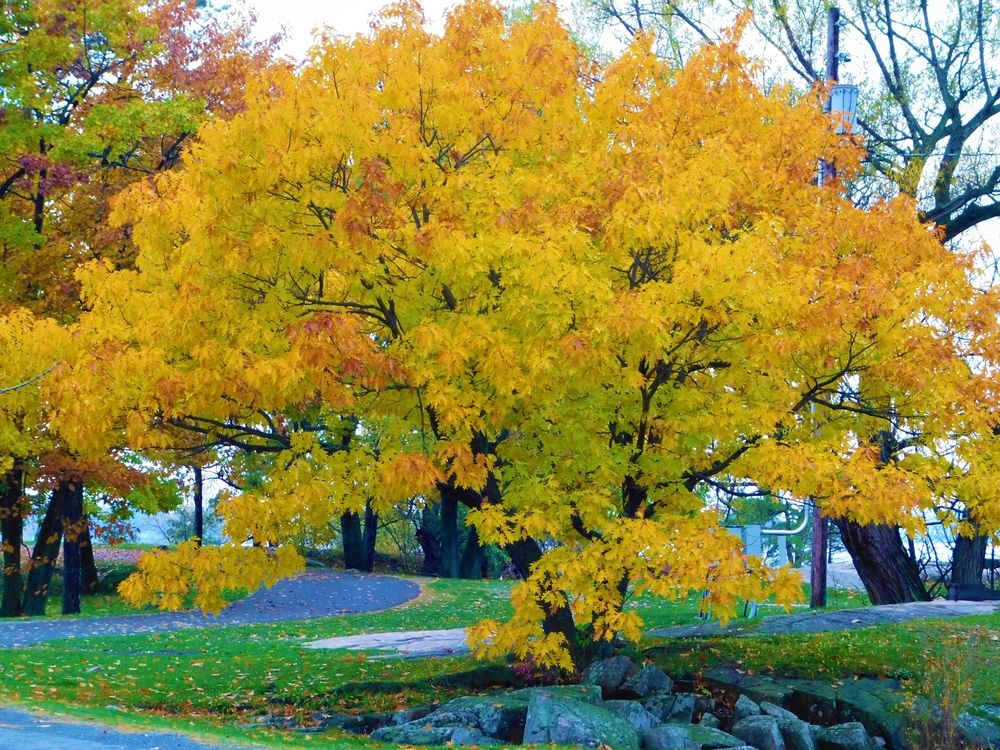 Fall scene at Kring Point State Park