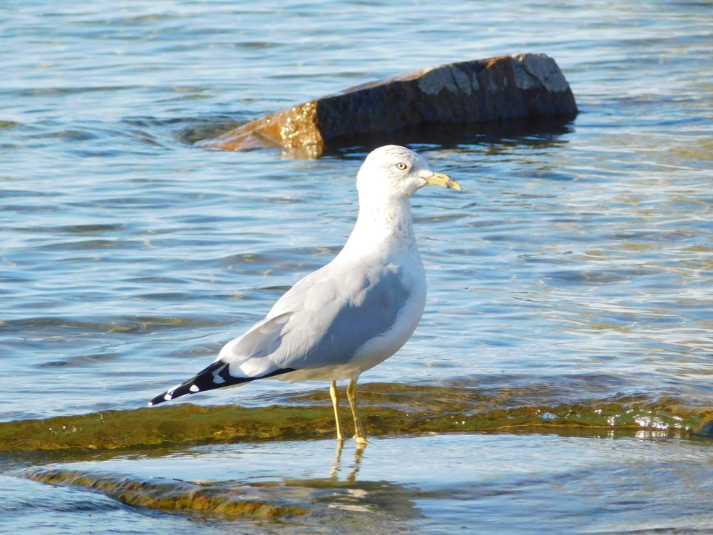 Seagull at Kring Point State Park