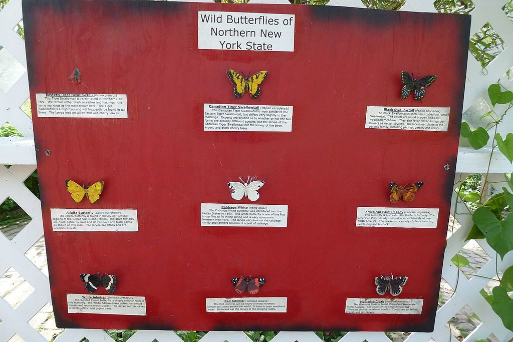 Butterfly information board at Minna Anthony Common Nature Center