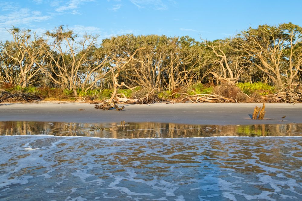 Trees at Driftwood Beach
