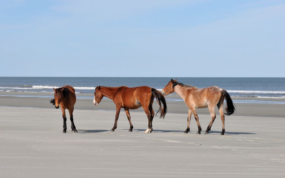 Wild horses on the beach at Cumberland Island