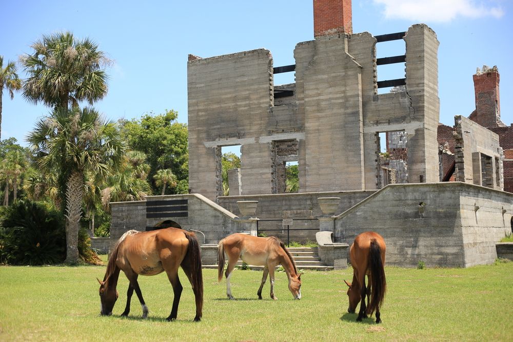 Wild horses near Cumberland Island ruins