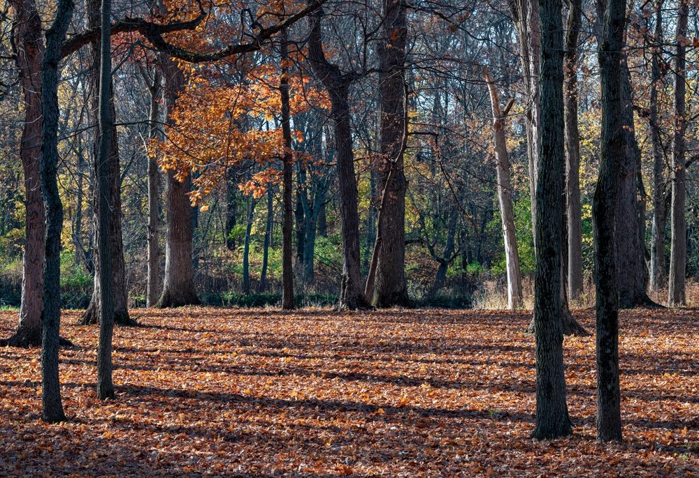 Nature trail at Pilcher Park