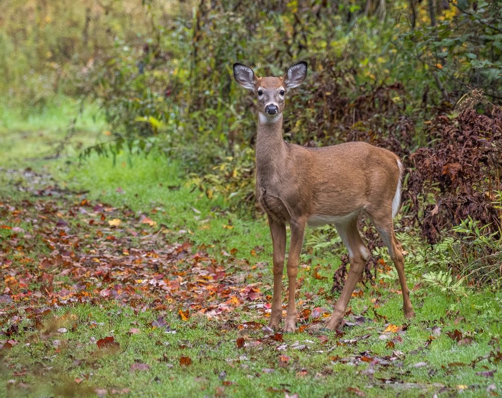 A deer at Audubon Community Nature Center