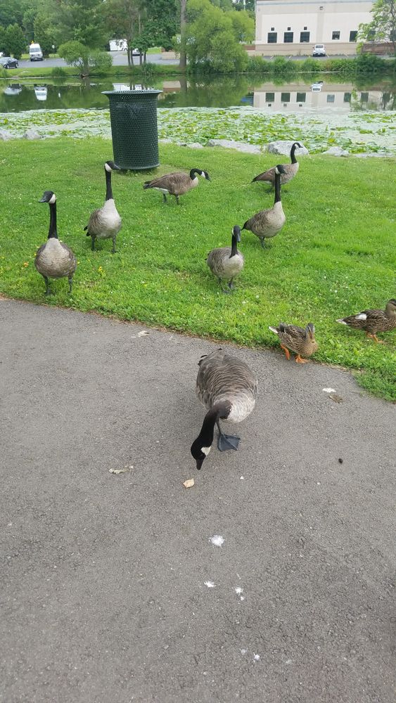 Geese at Chadakoin Park