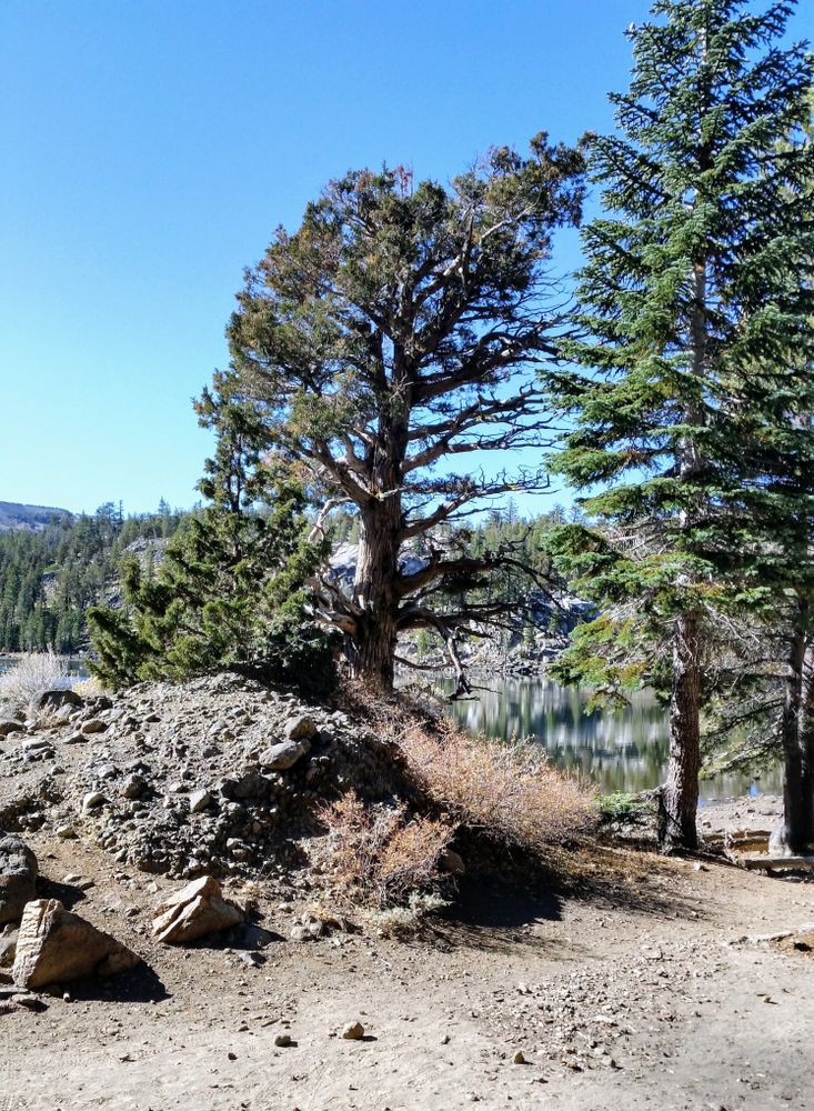 View of Tahoe Rim Trail