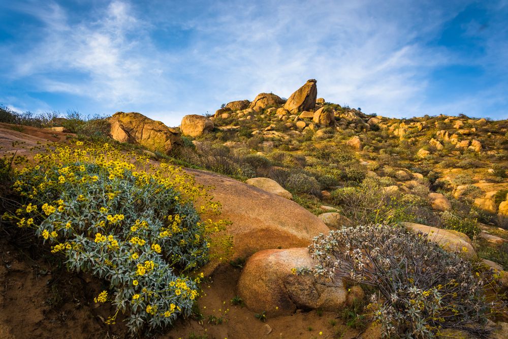 Wildflowers along Mount Rubidoux Park