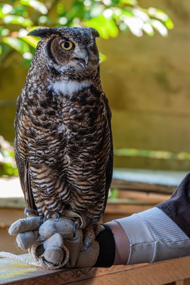 An owl at Alaska Rainforest Sanctuary
