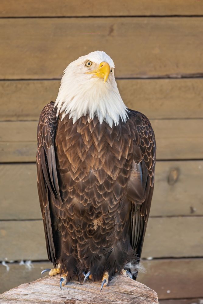 An eagle at Alaska Rainforest Sanctuary