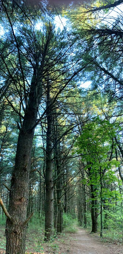 Tall trees framing a trail at Al Sabo Preserve