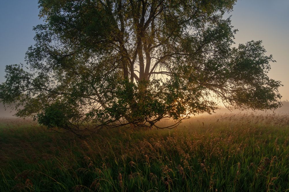 Scenic view of Al Sabo Preserve's meadow