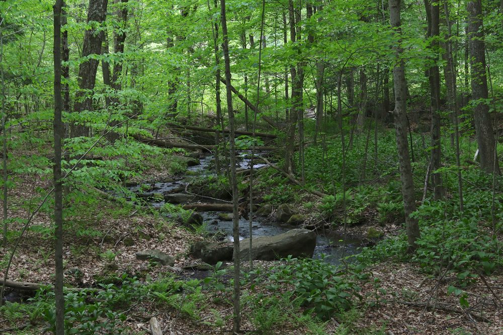 A stream at Pleasant Valley Sanctuary