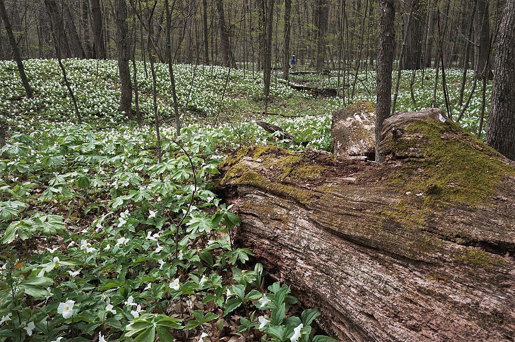 Trail at Aman Park
